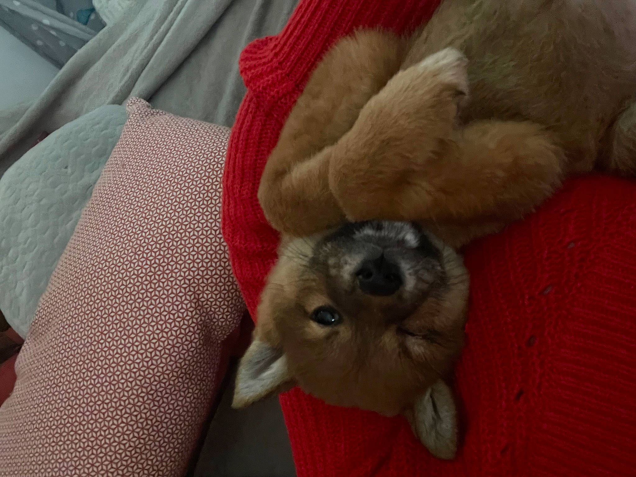 Tamacki participe au concours pour gagner de l'argent avec cette photo : carnivore, comfort, companion_dog, dog, dog_breed, domestic_short_haired_cat, fawn, felidae, fur, linens, mammal, paw, small_to_medium_sized_cats, snout, sporting_group, tail, vertebrate, whiskers, wool, working_animal