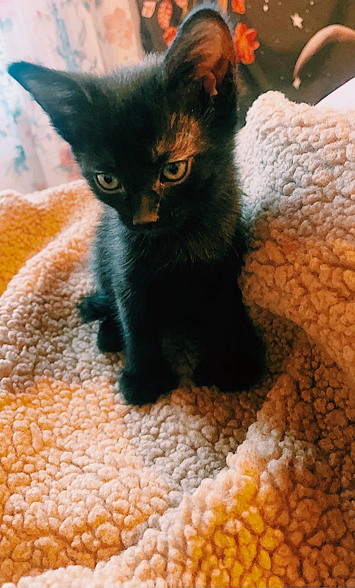 Biscuit joined the competition — help win amazing prizes! black_cat, bombay, carnivore, cat, cat_supply, claw, close_up, comfort, domestic_short_haired_cat, felidae, fur, havana_brown, linens, pattern, paw, small_to_medium_sized_cats, tail, terrestrial_animal, whiskers