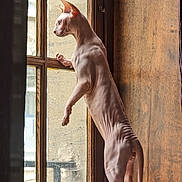 Tan participe au concours pour gagner de l'argent avec cette photo : animal, blanket, cat, curiosity, curious, domestic, feline, hairless_cat, house, indoor, looking_out, muscular, natural_light, pet, side_view, sphynx_cat, standing, window, wooden_frame, wrinkles