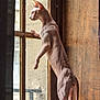 animal, blanket, cat, curiosity, curious, domestic, feline, hairless_cat, house, indoor, looking_out, muscular, natural_light, pet, side_view, sphynx_cat, standing, window, wooden_frame, wrinkles