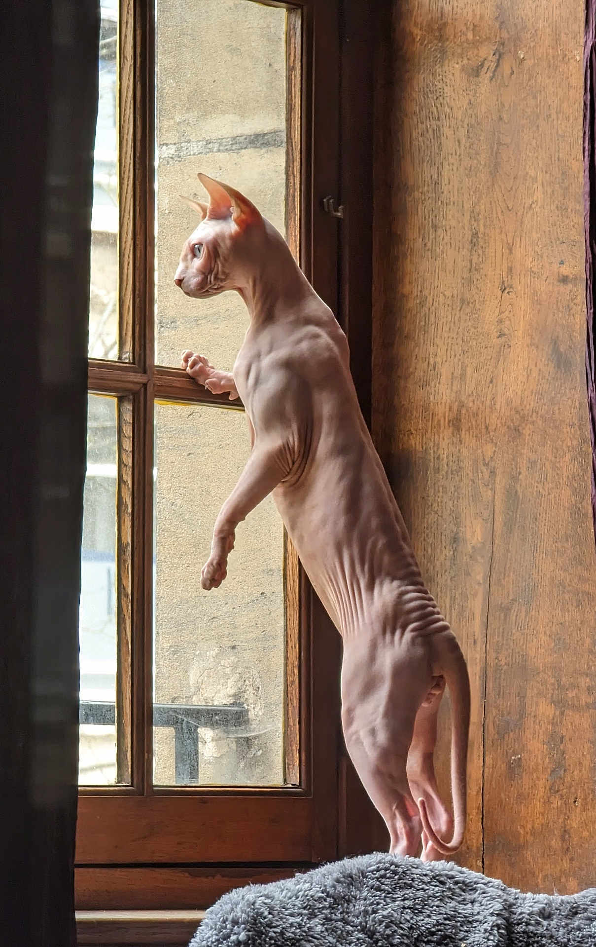 Tan participe au concours pour gagner de l'argent avec cette photo : animal, blanket, cat, curiosity, curious, domestic, feline, hairless_cat, house, indoor, looking_out, muscular, natural_light, pet, side_view, sphynx_cat, standing, window, wooden_frame, wrinkles
