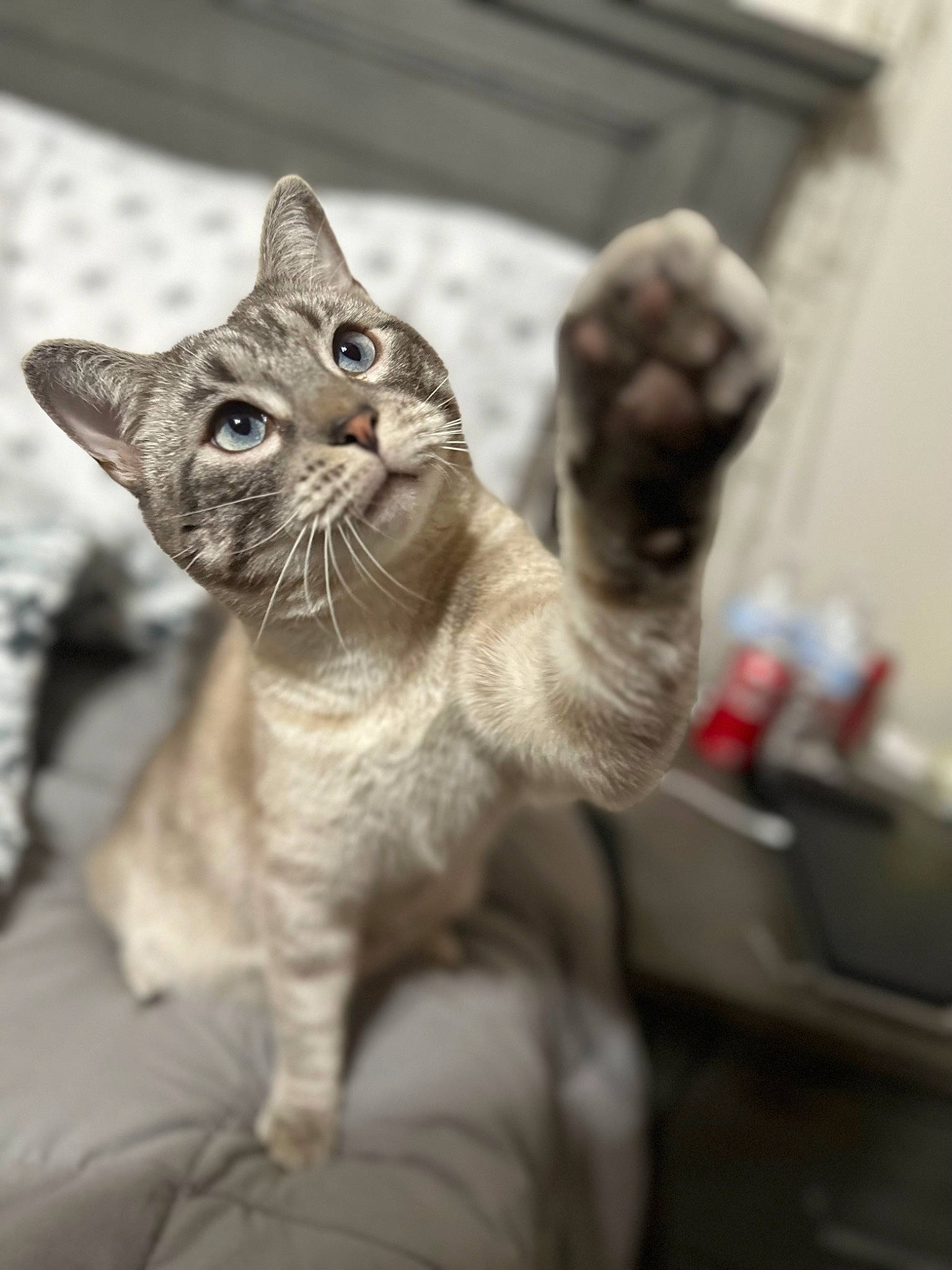 Steven is registered to the contest to win money with this photo: carnivore, cat, claw, comfort, domestic_short_haired_cat, eye, felidae, fur, gesture, paw, plant, sitting, small_to_medium_sized_cats, snout, terrestrial_animal, tree, whiskers