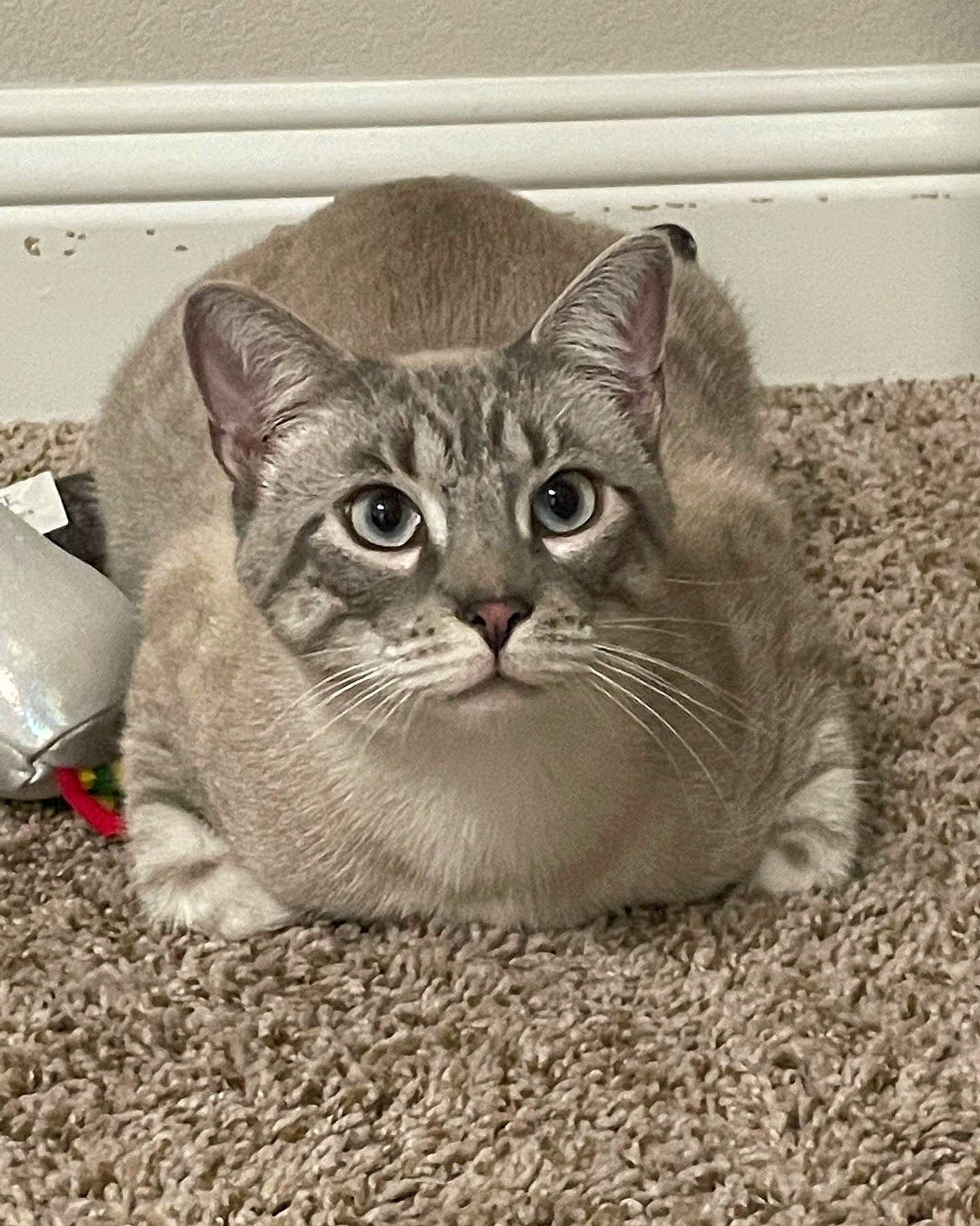 Steven is registered to the contest to win money with this photo: carnivore, cat, domestic_short_haired_cat, felidae, flooring, fur, grey, paw, sitting, small_to_medium_sized_cats, snout, tail, terrestrial_animal, whiskers