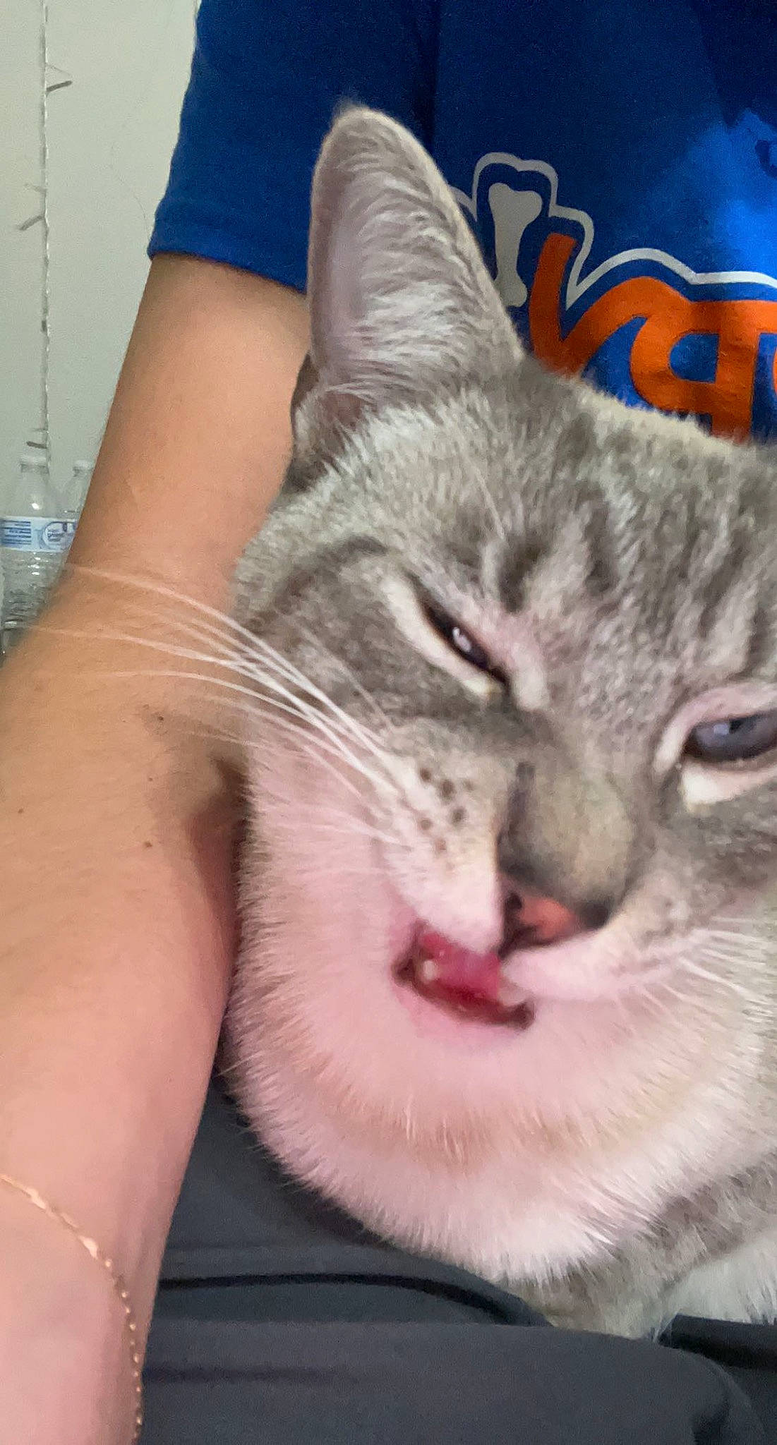 Steven is registered to the contest to win money with this photo: blue, carnivore, cat, claw, comfort, domestic_short_haired_cat, ear, fang, felidae, fur, gesture, jaw, nose, paw, photo_caption, small_to_medium_sized_cats, snout, whiskers, window, yawn