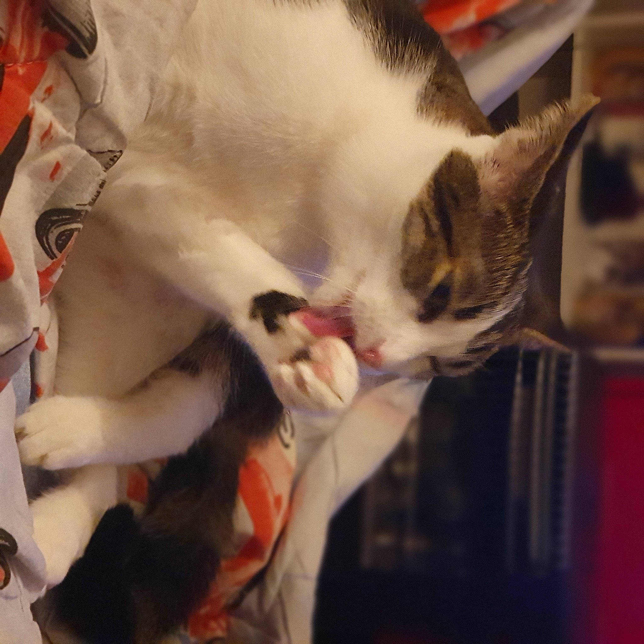 Skippy a rejoint le concours — aidez-le/la à gagner de superbes lots ! canidae, carnivore, cat, claw, collar, comfort, domestic_short_haired_cat, fang, fawn, felidae, fur, nap, paw, sleep, small_to_medium_sized_cats, snout, tail, whiskers