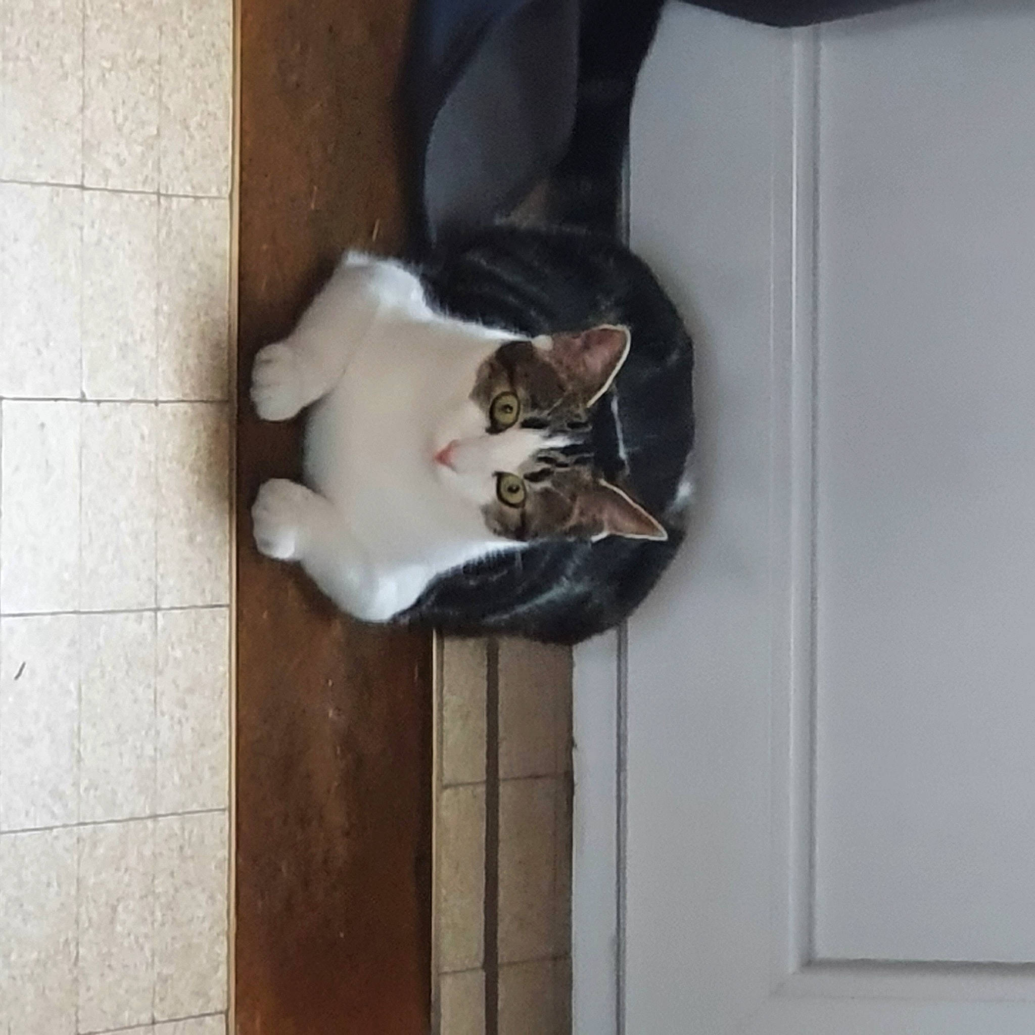 Skippy participe au concours pour gagner de l'argent avec cette photo : carnivore, cat, domestic_short_haired_cat, door, fawn, felidae, floor, flooring, fur, grey, hardwood, room, small_to_medium_sized_cats, tail, whiskers, window, wood