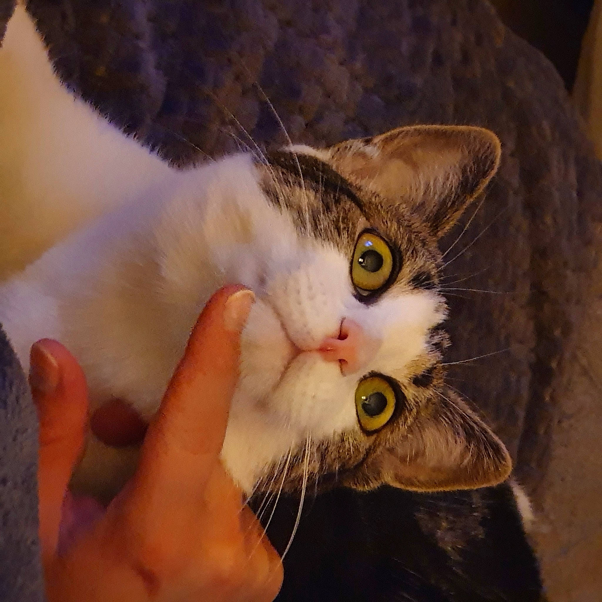 Skippy a rejoint le concours — aidez-le/la à gagner de superbes lots ! carnivore, cat, claw, domestic_short_haired_cat, ear, eyelash, fawn, felidae, fur, gesture, nail, paw, small_to_medium_sized_cats, snout, tail, thumb, whiskers