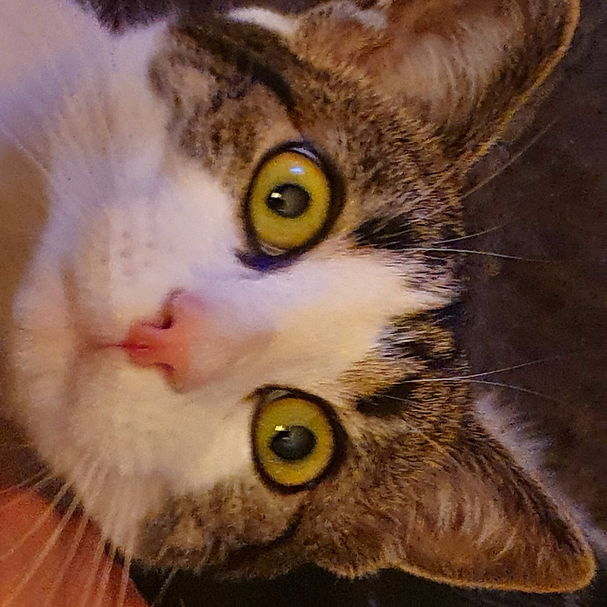 Skippy participe au concours pour gagner de l'argent avec cette photo : carnivore, cat, close_up, domestic_short_haired_cat, ear, eye, fawn, felidae, fur, grass, iris, nose, paw, small_to_medium_sized_cats, snout, tail, whiskers, window