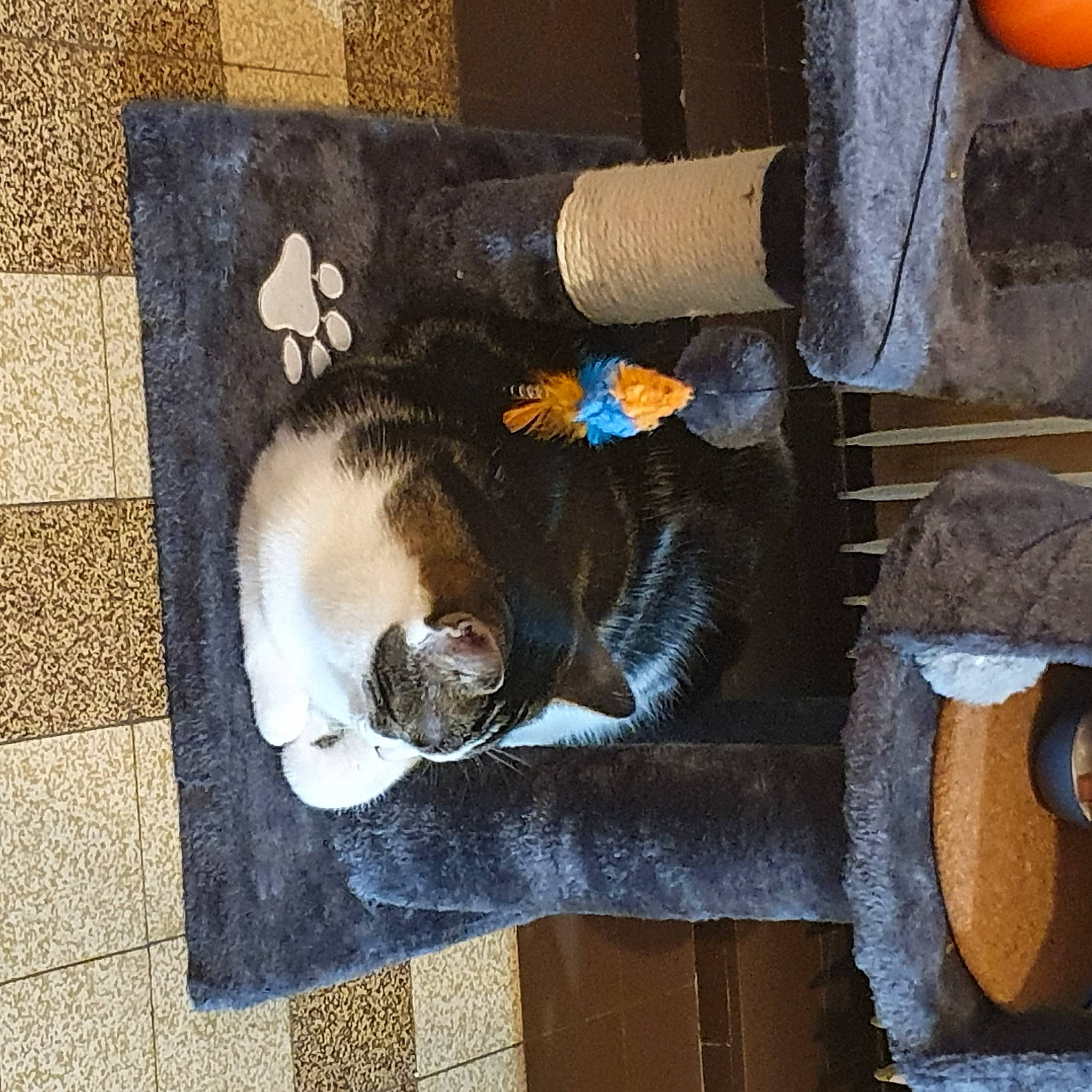 Skippy a rejoint le concours — aidez-le/la à gagner de superbes lots ! art, carnivore, cat, cat_supply, domestic_short_haired_cat, felidae, flooring, fruit, fur, hardwood, pet_supply, rectangle, room, small_to_medium_sized_cats, snout, sporting_group, tail, visual_arts, whiskers, wood