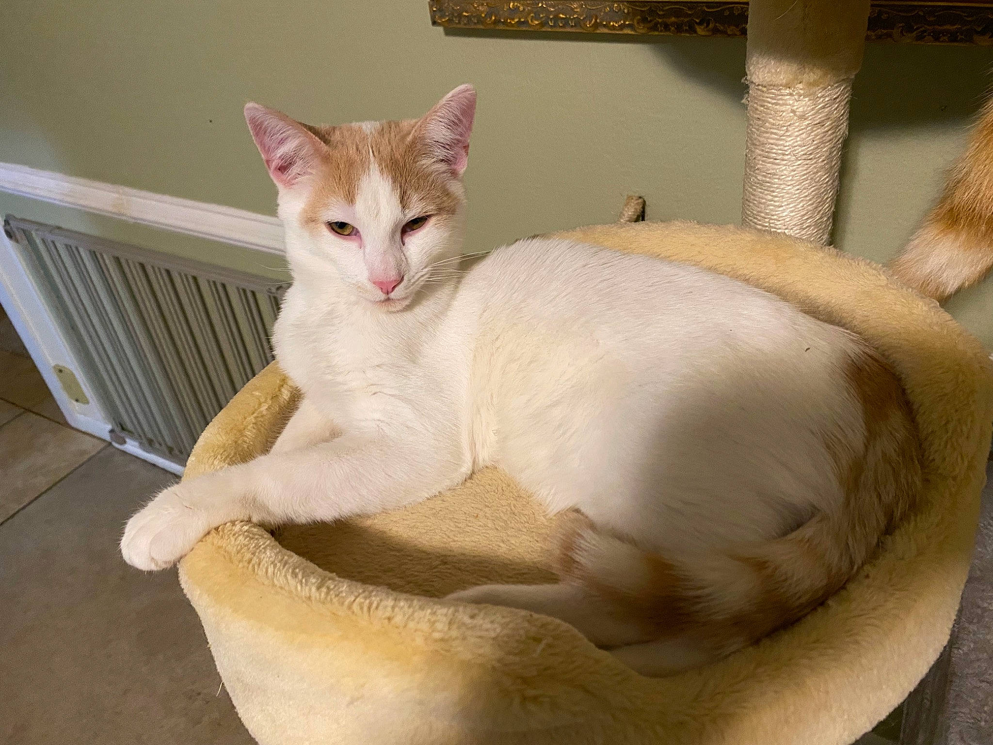 Bubby is registered to the contest to win money with this photo: carnivore, cat, cat_supply, claw, comfort, domestic_short_haired_cat, fawn, felidae, fur, hardwood, paw, pet_supply, sitting, small_to_medium_sized_cats, snout, stairs, tail, terrestrial_animal, whiskers, wood