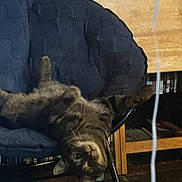 Ollie is registered to the contest to win money with this photo: cat, tabby_cat, upside_down, chair, cushion, indoor, furniture, bookshelf, wooden, floor, curious, pet, animal, domestic, relaxed, playful, looking, cozy, black_chair, cable