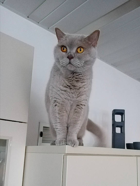 Eva a rejoint le concours — aidez-le/la à gagner de superbes lots ! art, carnivore, cat, cat_supply, domestic_short_haired_cat, felidae, fur, grey, pet_supply, rectangle, room, shelf, small_to_medium_sized_cats, tail, whiskers