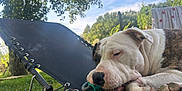 Tylou participe au concours pour gagner de l'argent avec cette photo : dog, outdoor, lounge_chair, grass, tree, sky, relaxed, resting, pet, nature, sunlight, canine, sleeping, animal, backyard, fence, daytime, closeup, paw, summer