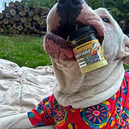 Tylou a rejoint le concours — aidez-le/la à gagner de superbes lots ! dog, white_dog, pet, animal, outdoor, grass, logs, trees, colorful_shirt, patterned_clothing, jar, mouth, curious, playful, close_up, canine, nature, daylight, resting, blanket