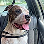Tylou participe au concours pour gagner de l'argent avec cette photo : dog, canine, pet, car, backseat, harness, tongue_out, happy, brindle, white_coat, seated, window, seatbelt, interior, animal, mammal, domestic, transport, daylight, relaxed