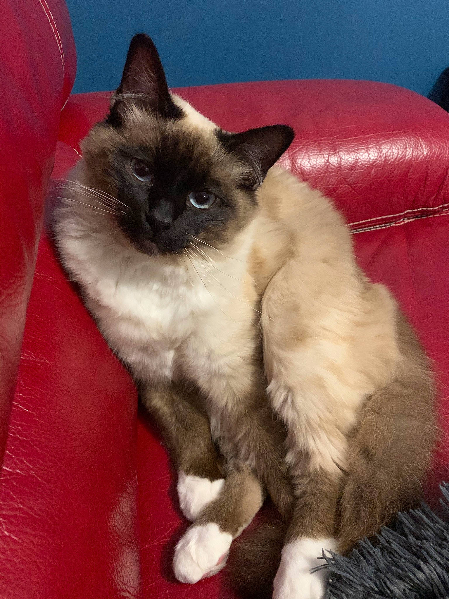 Picasso participe au concours pour gagner de l'argent avec cette photo : asian, balinese, birman, burmese, carnivore, cat, fawn, felidae, himalayan, javanese, kitten, mammal, ragdoll, siamese, small_to_medium_sized_cats, snowshoe, thai, tonkinese, vertebrate, whiskers