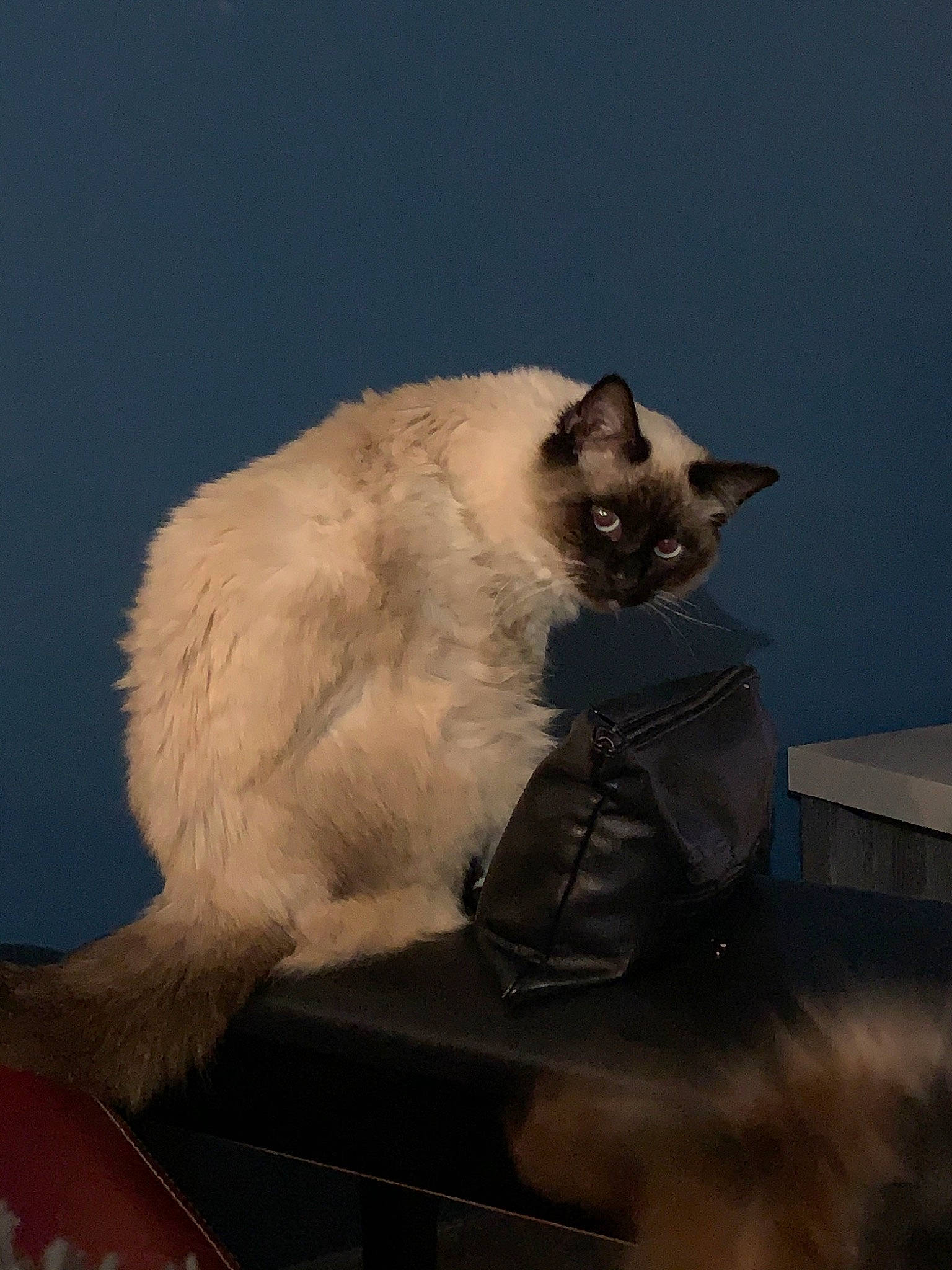 Picasso a rejoint le concours — aidez-le/la à gagner de superbes lots ! balinese, birman, carnivore, cat, colorpoint_shorthair, fawn, felidae, fur, himalayan, javanese, mammal, ragdoll, siamese, sky, small_to_medium_sized_cats, snowshoe, tail, thai, tonkinese, whiskers