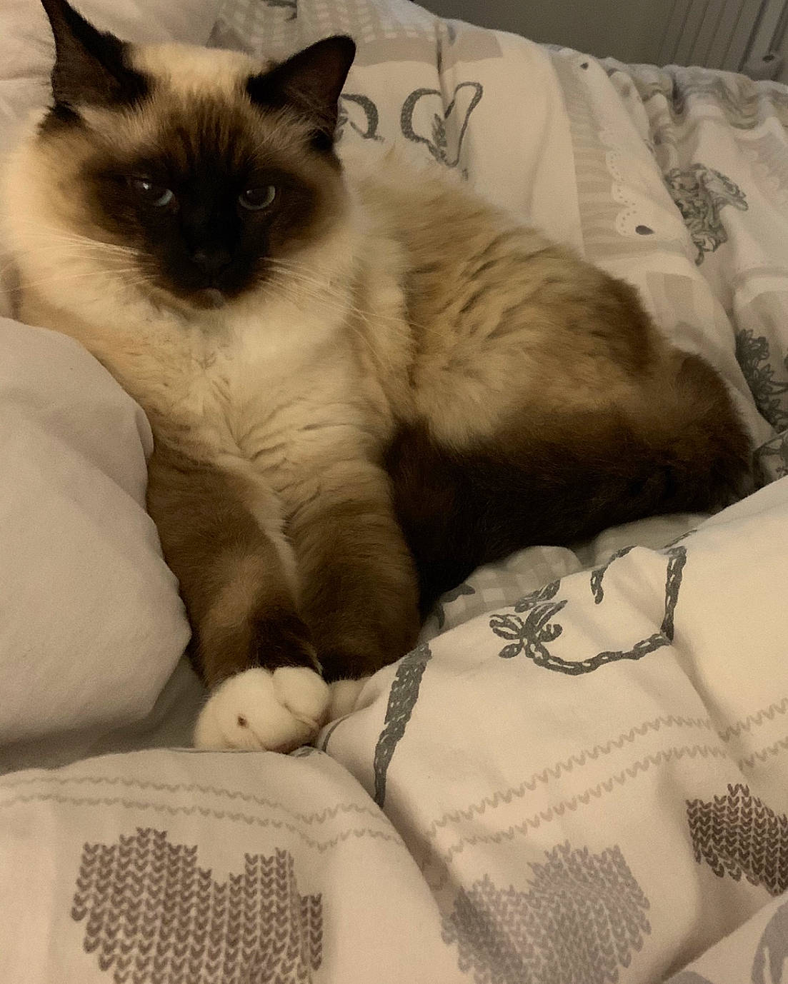 Picasso participe au concours pour gagner de l'argent avec cette photo : asian, balinese, birman, carnivore, cat, colorpoint_shorthair, eye, fawn, felidae, fur, himalayan, kitten, mammal, ragdoll, siamese, small_to_medium_sized_cats, snowshoe, thai, tonkinese, whiskers