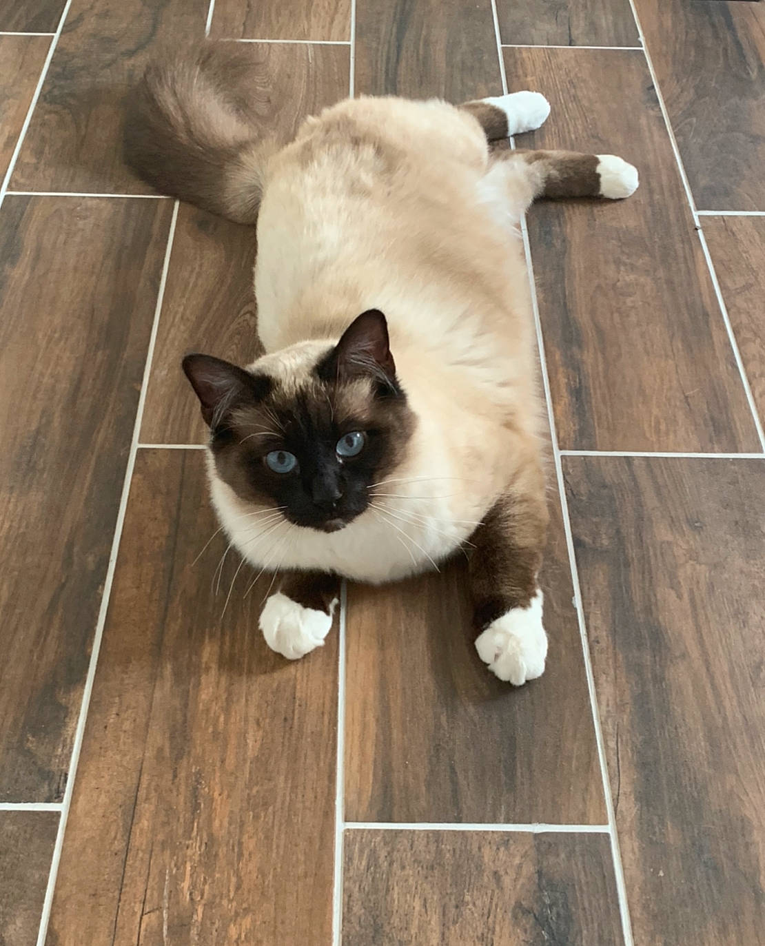 Picasso participe au concours pour gagner de l'argent avec cette photo : balinese, birman, carnivore, cat, felidae, floor, flooring, hardwood, himalayan, kitten, mammal, ragdoll, siamese, small_to_medium_sized_cats, snout, snowshoe, thai, tonkinese, whiskers, wood