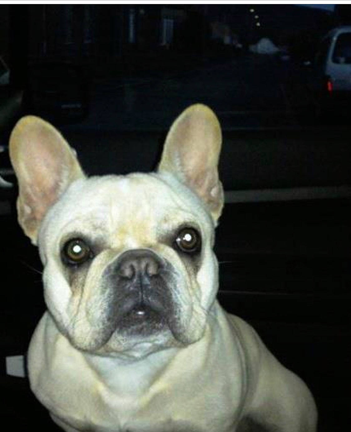 Cassie participe au concours pour gagner de l'argent avec cette photo : ancient_dog_breeds, bulldog, canidae, carnivore, companion_dog, dog, dog_breed, ear, fawn, french_bulldog, mammal, molosser, non_sporting_group, puppy, rare_breed_dog, snout, toy_bulldog, vertebrate