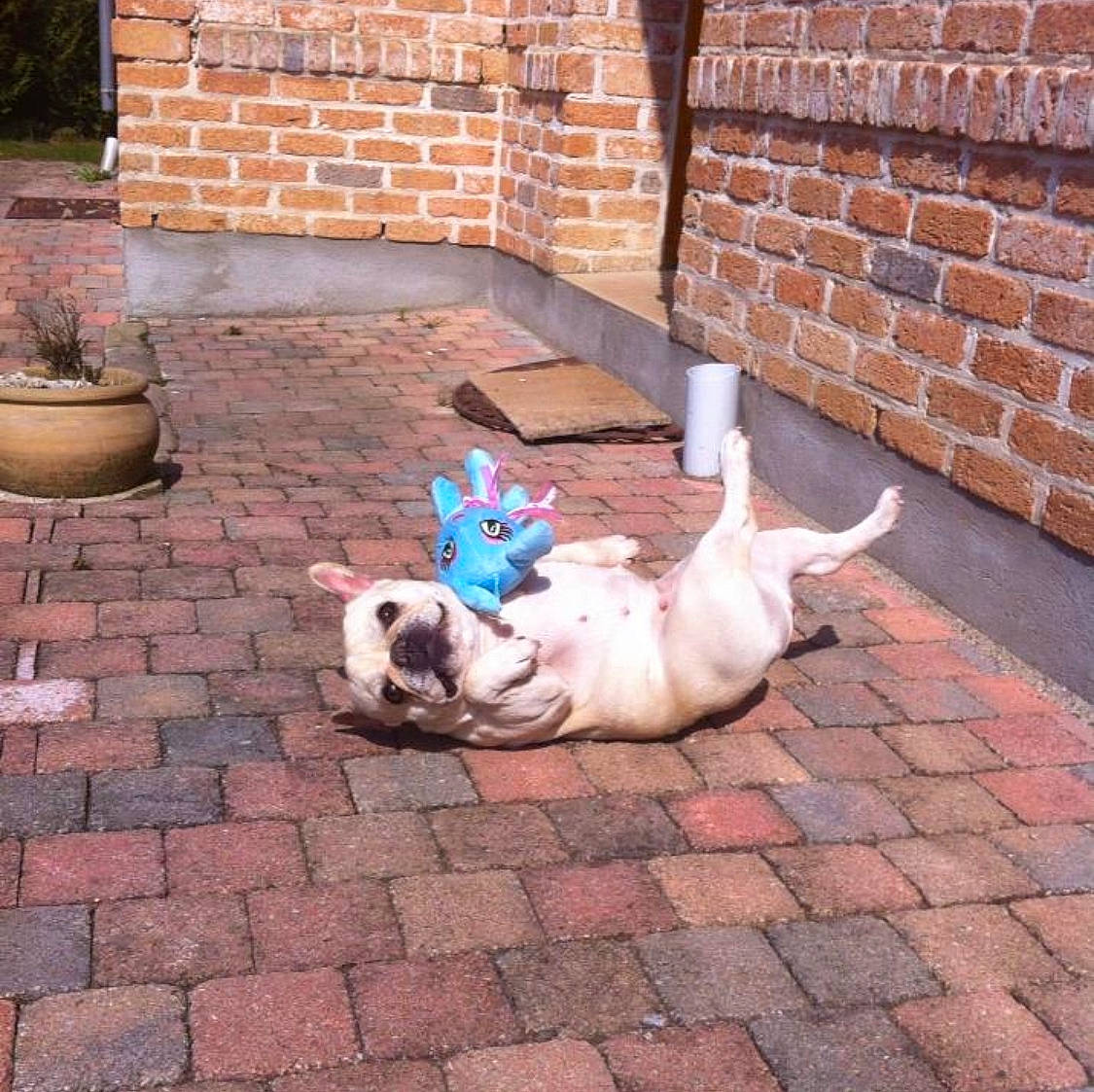 Cassie a rejoint le concours — aidez-le/la à gagner de superbes lots ! american_bulldog, brick, bulldog, canidae, carnivore, companion_dog, dog, dog_breed, fawn, french_bulldog, grass, mammal, non_sporting_group, pit_bull, sporting_group, tail, vertebrate