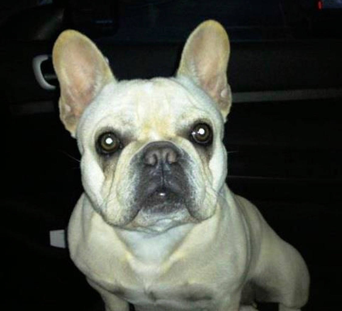 Cassie a rejoint le concours — aidez-le/la à gagner de superbes lots ! ancient_dog_breeds, bulldog, canidae, carnivore, companion_dog, dog, dog_breed, ear, fawn, french_bulldog, mammal, non_sporting_group, puppy, rare_breed_dog, snout, toy_bulldog, vertebrate