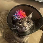 Frank joined the competition — help win amazing prizes! cat, cone, pom_pom, gray_cat, pet, indoor, couch, feline, animal, whiskers, ears, fur, sitting, close_up, domestic_animal, cute, calm, resting, home, light