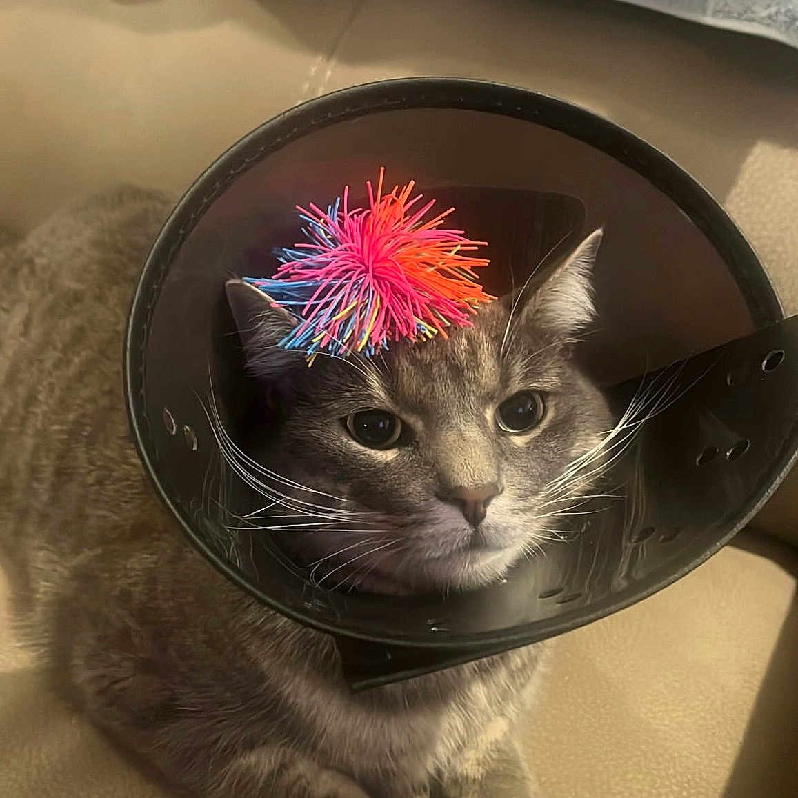 Frank joined the competition — help win amazing prizes! cat, cone, pom_pom, gray_cat, pet, indoor, couch, feline, animal, whiskers, ears, fur, sitting, close_up, domestic_animal, cute, calm, resting, home, light