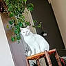 Lili participe au concours pour gagner de l'argent avec cette photo : animal, calm, cat, cozy, decor, furniture, green_leaves, home, houseplant, indoor, interior, looking, pet, plant, relaxed, sitting, stool, white_cat, wood, wooden_stool