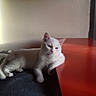 Lili participe au concours pour gagner de l'argent avec cette photo : animal, calm, cat, cute, domestic_animal, feline, fur, indoor, paw, pet, red_table, relaxed, resting, sleepy, soft_light, surface, table, wall, whiskers, white_cat