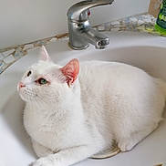 Lili participe au concours pour gagner de l'argent avec cette photo : animal, bathroom, cat, clean, closeup, countertop, curious, domestic, ears, faucet, fur, green_eyes, indoor, pet, relaxed, resting, sink, tile, whiskers, white_cat