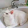 animal, bathroom, cat, clean, closeup, countertop, curious, domestic, ears, faucet, fur, green_eyes, indoor, pet, relaxed, resting, sink, tile, whiskers, white_cat