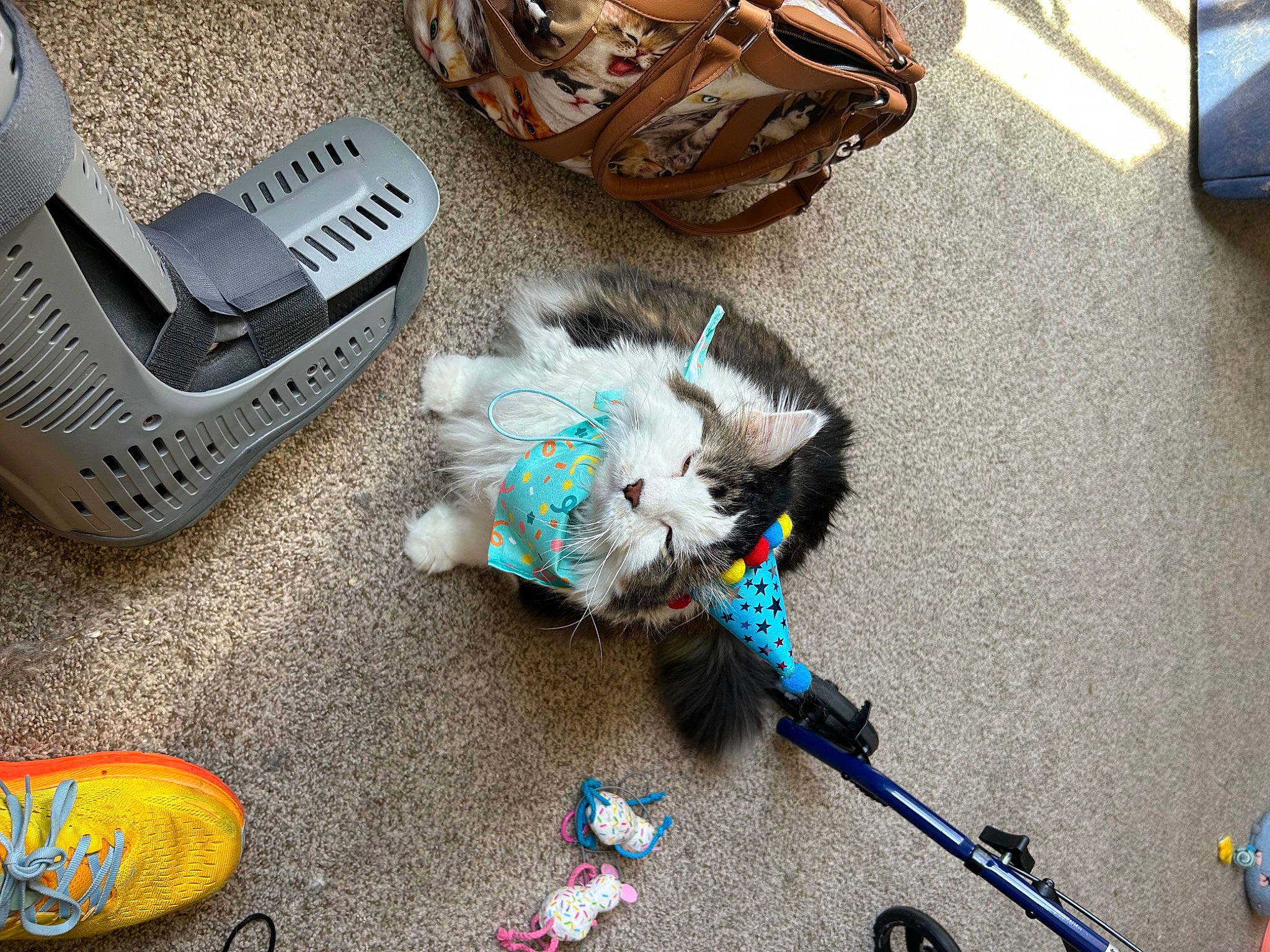Nemo is registered to the contest to win money with this photo: bag, carnivore, companion_dog, dog_supply, electric_blue, eyewear, fashion_accessory, felidae, flooring, fur, mammal, outdoor_shoe, shoe, sidewalk, snapshot, tail, toy, toy_dog, vertebrate, walking_shoe