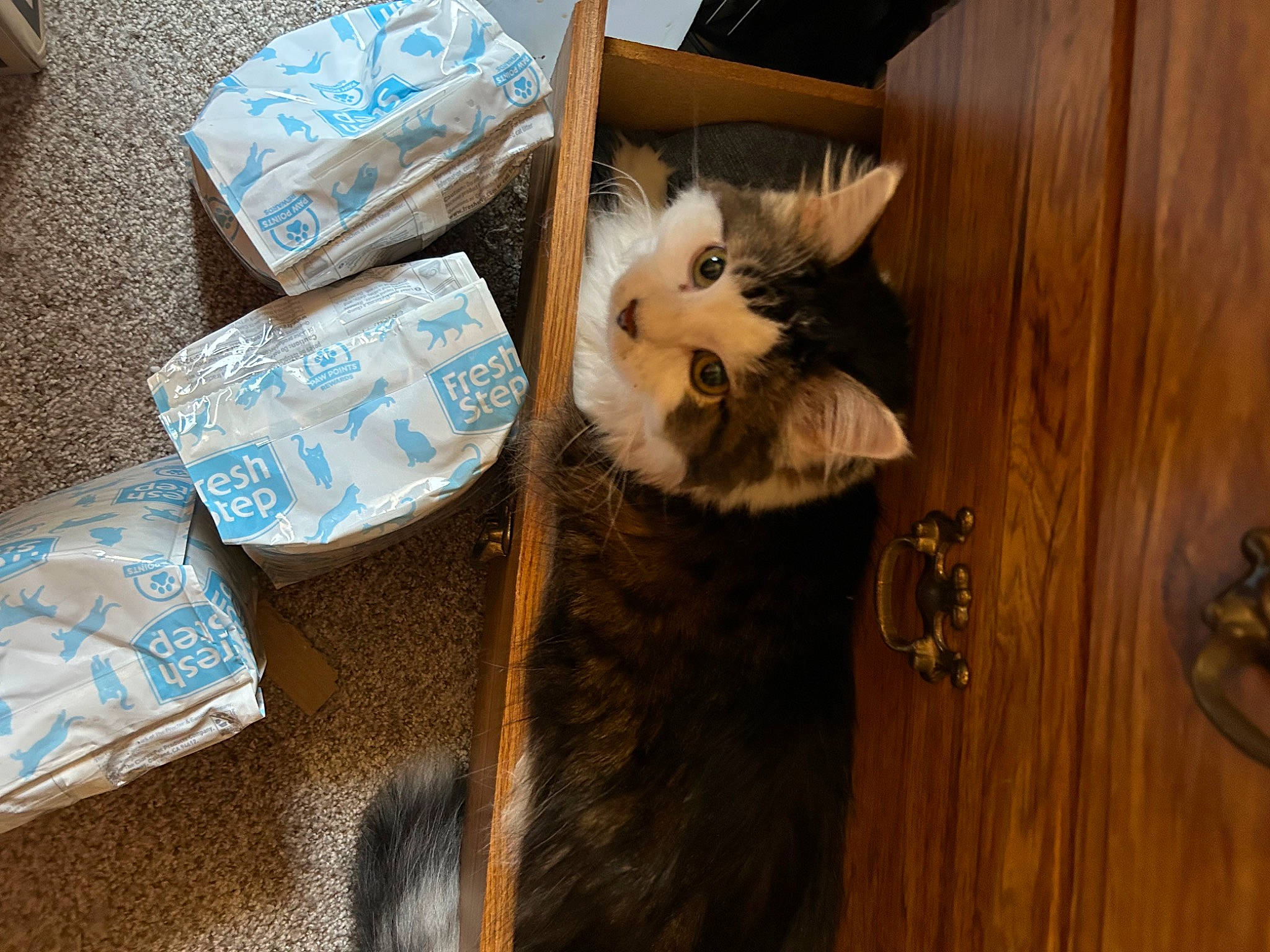 Nemo joined the competition — help win amazing prizes! bag, box, cardboard, carnivore, carton, cat, domestic_short_haired_cat, door, fawn, felidae, flooring, fur, hardwood, packaging_and_labeling, shipping_box, small_to_medium_sized_cats, tail, whiskers, wood, wood_stain