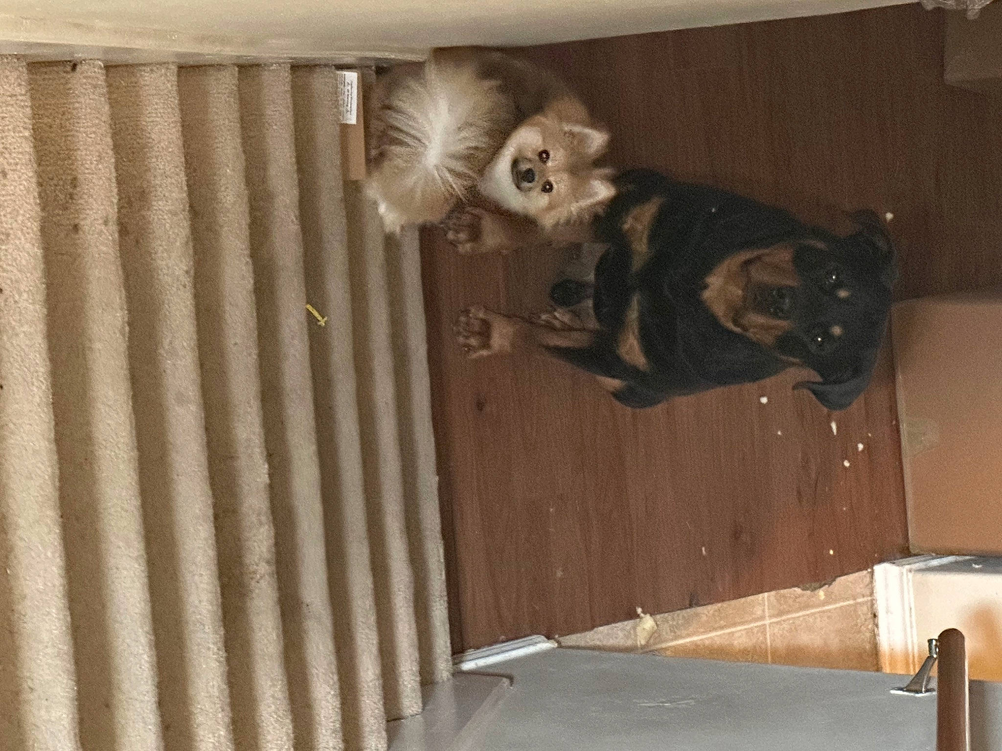 Coco is registered to the contest to win money with this photo: canidae, carnivore, ceiling, companion_dog, dog, dog_breed, door, door_handle, fawn, felidae, flooring, fur, hardwood, metal, room, small_to_medium_sized_cats, tail, whiskers, wood, wood_stain