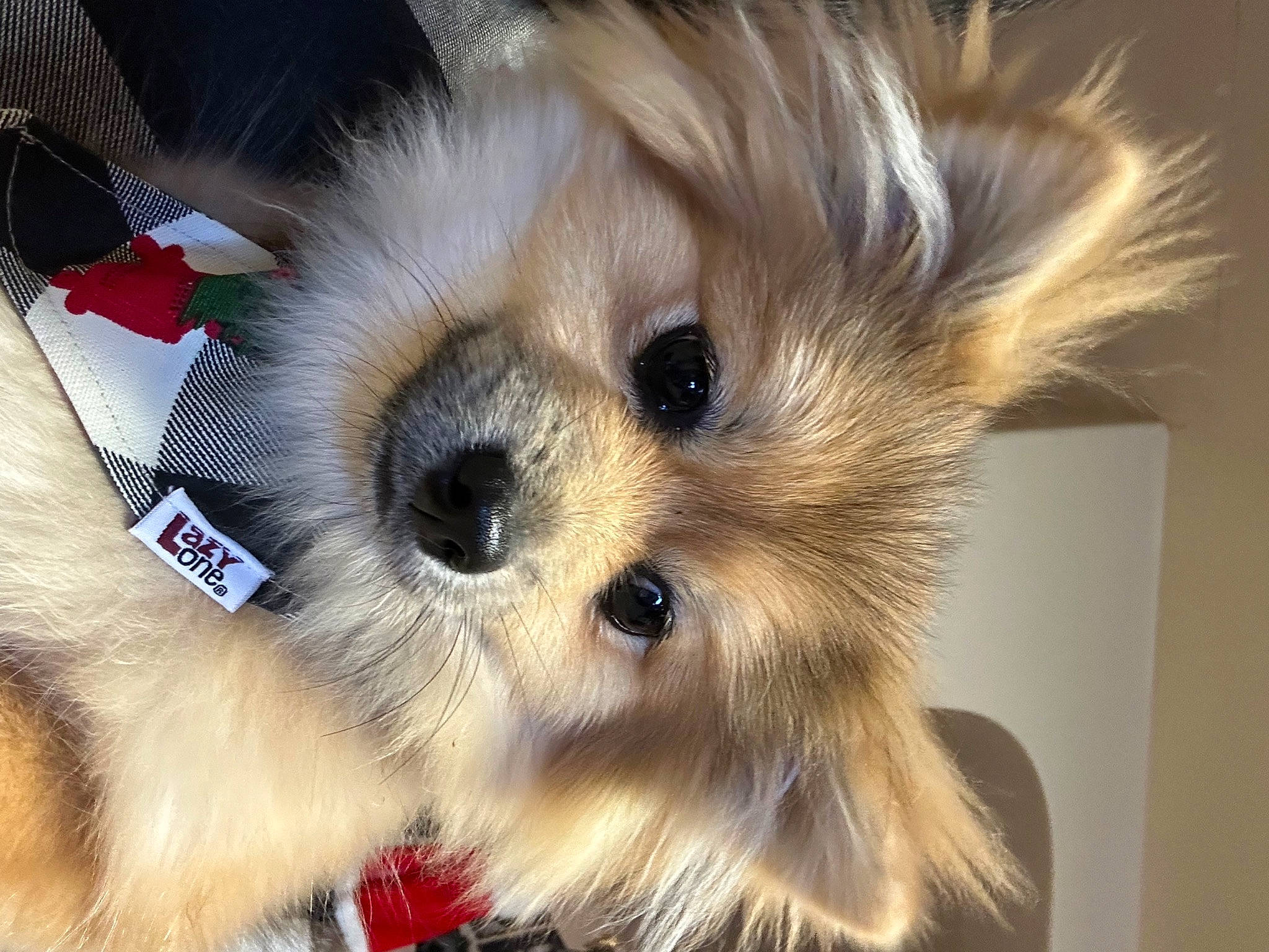 Coco joined the competition — help win amazing prizes! canidae, carnivore, companion_dog, dog, dog_breed, dog_supply, fawn, fur, german_spitz, german_spitz_mittel, paw, pomeranian, snout, spitz, sporting_group, toy, toy_dog, volpino_italiano, whiskers, working_animal