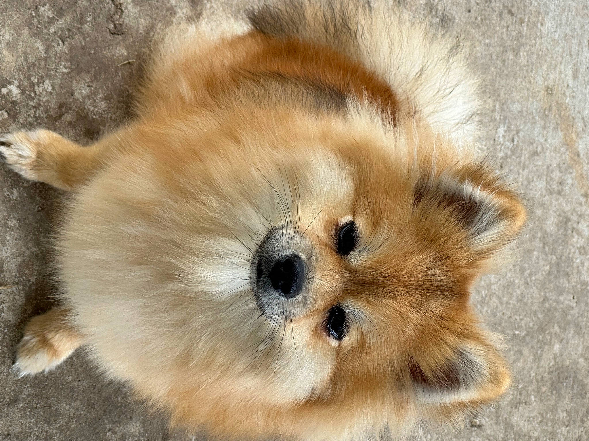 Coco joined the competition — help win amazing prizes! ancient_dog_breeds, canidae, carnivore, companion_dog, dog, dog_breed, fawn, fur, german_spitz, german_spitz_klein, german_spitz_mittel, snout, spitz, sporting_group, terrestrial_animal, toy_dog, volpino_italiano, whiskers, wildlife, working_animal