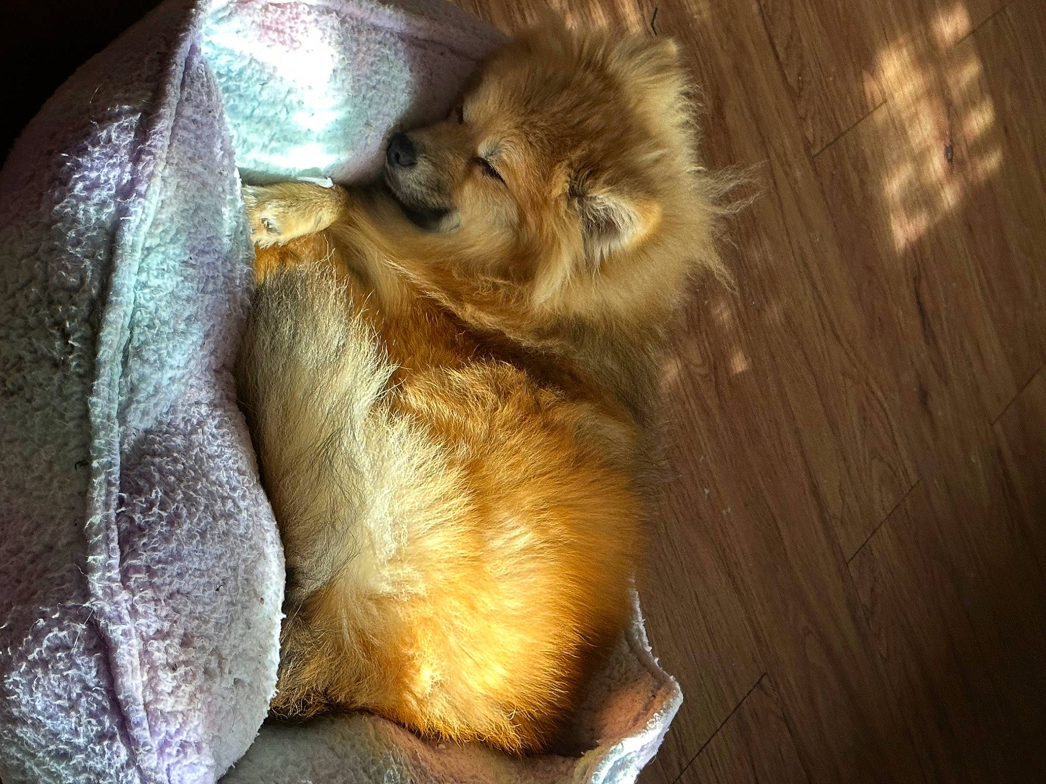 Coco joined the competition — help win amazing prizes! canidae, carnivore, claw, comfort, companion_dog, dog, dog_breed, fawn, felidae, fur, paw, small_to_medium_sized_cats, snout, spitz, sporting_group, tail, terrestrial_animal, whiskers, wildlife, wood