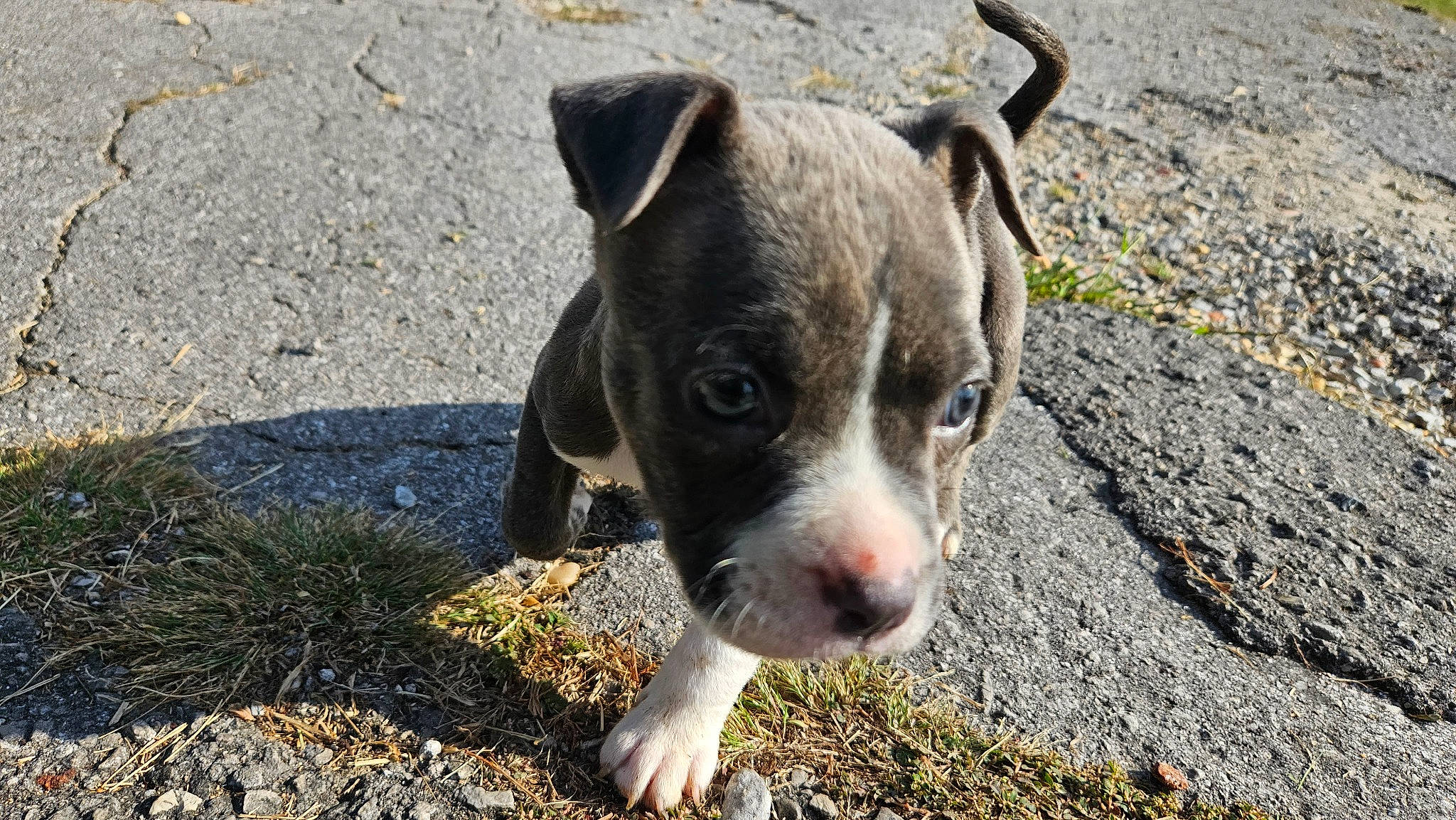 Kobe is registered to the contest to win money with this photo: asphalt, canidae, carnivore, collar, companion_dog, dog, dog_breed, dog_collar, fawn, grass, molosser, plant, puppy, road_surface, rock, soil, terrestrial_animal, whiskers, working_animal, working_dog