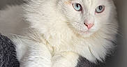 Martini joined the competition — help win amazing prizes! cat, fluffy, white, blue_eyes, pet, animal, feline, resting, perch, indoor, closeup, portrait, soft_light, pink_nose, whiskers, ears, relaxed, cute, domestic_cat, fur