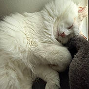 Martini joined the competition — help win amazing prizes! cat, sleeping, white_fur, fluffy, pet, indoor, cushion, resting, relaxed, cozy, window, natural_light, close_up, mammal, animal, cute, fur, whiskers, peaceful, domestic