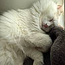 cat, sleeping, white_fur, fluffy, pet, indoor, cushion, resting, relaxed, cozy, window, natural_light, close_up, mammal, animal, cute, fur, whiskers, peaceful, domestic