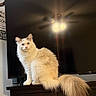 Martini is registered to the contest to win money with this photo: cat, white_cat, fluffy, long_hair, tail, indoor, furniture, cabinet, television, reflection, ceiling_fan, light, wall_art, framed_picture, domestic_animal, pet, sitting, curious, home, cozy