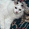Martini joined the competition — help win amazing prizes! cat, white_cat, fluffy, pet, animal, indoor, lying_down, fur, ears, eyes, nose, whiskers, carpet, patterned_rug, close_up, relaxed, cute, domestic_cat, portrait, resting
