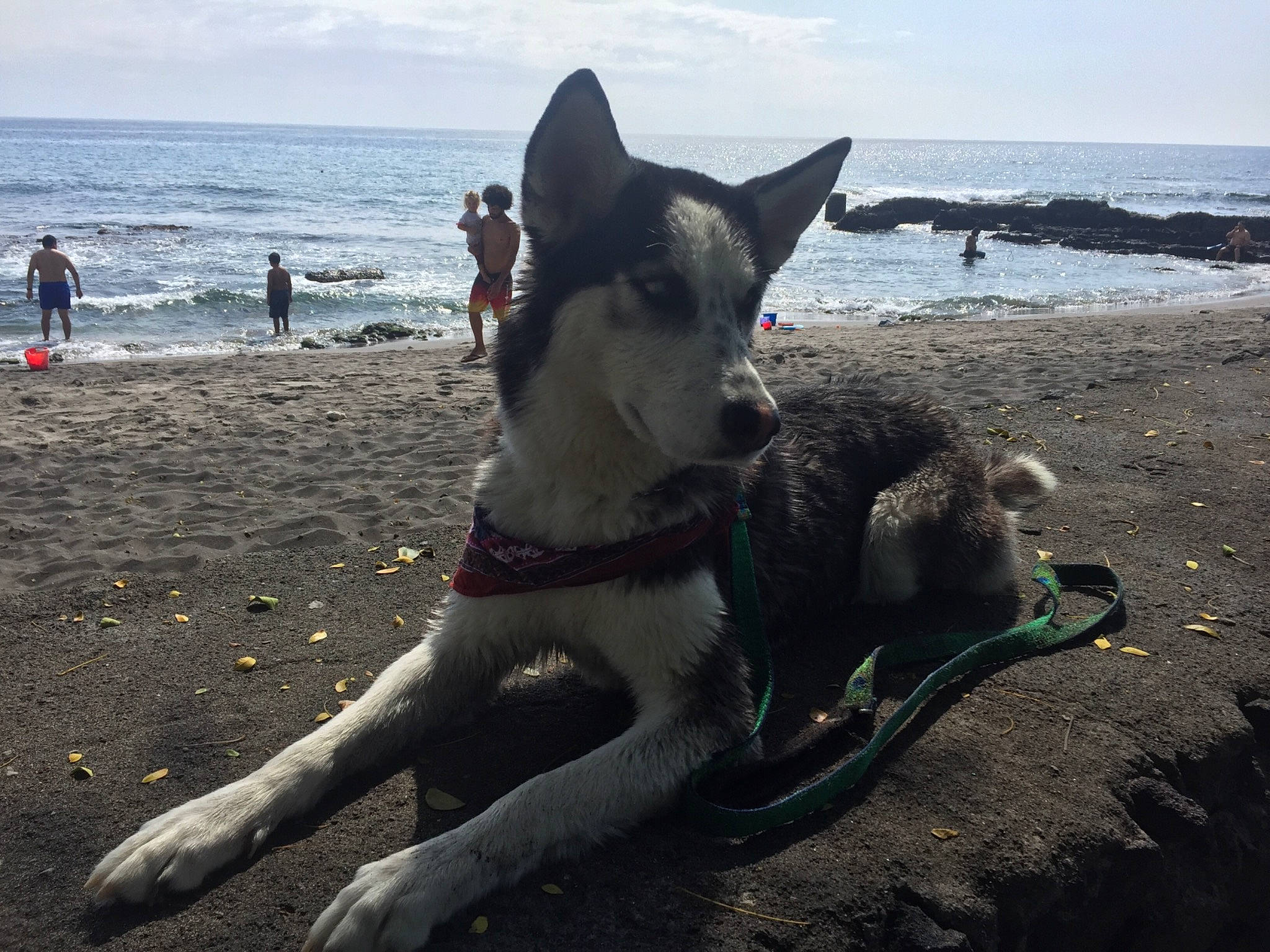 Irie joined the competition — help win amazing prizes! beach, canidae, carmine, carnivore, cloud, dog, dog_breed, foot, fun, horizon, human_leg, leg, ocean, sand, sky, sporting_group, tail, water, wind_wave, working_animal