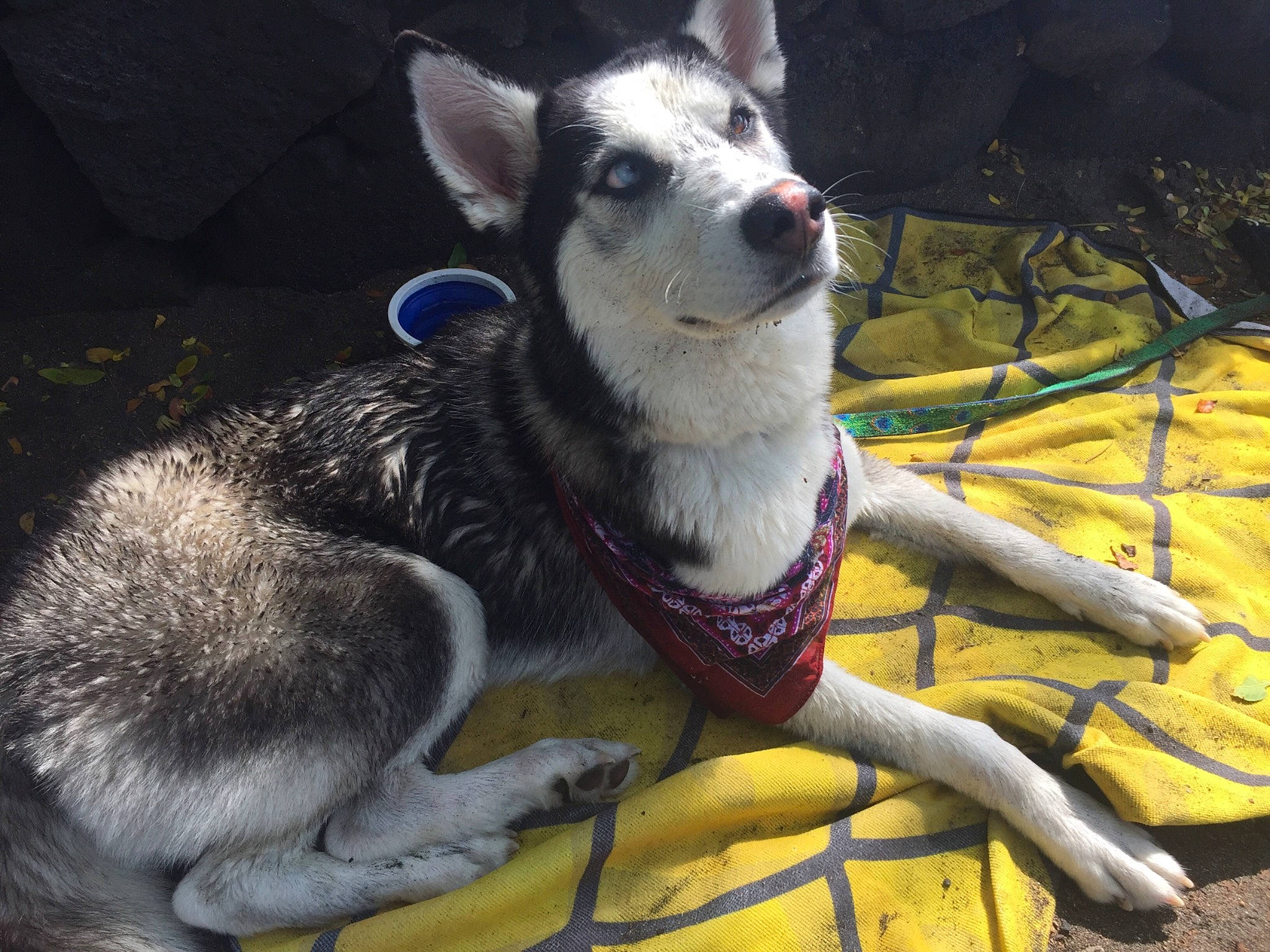 Irie is registered to the contest to win money with this photo: canidae, carnivore, collar, companion_dog, dog, dog_breed, dog_collar, dog_supply, fur, leash, non_sporting_group, paw, sled_dog, snout, sporting_group, tail, terrestrial_animal, whiskers, working_animal, working_dog