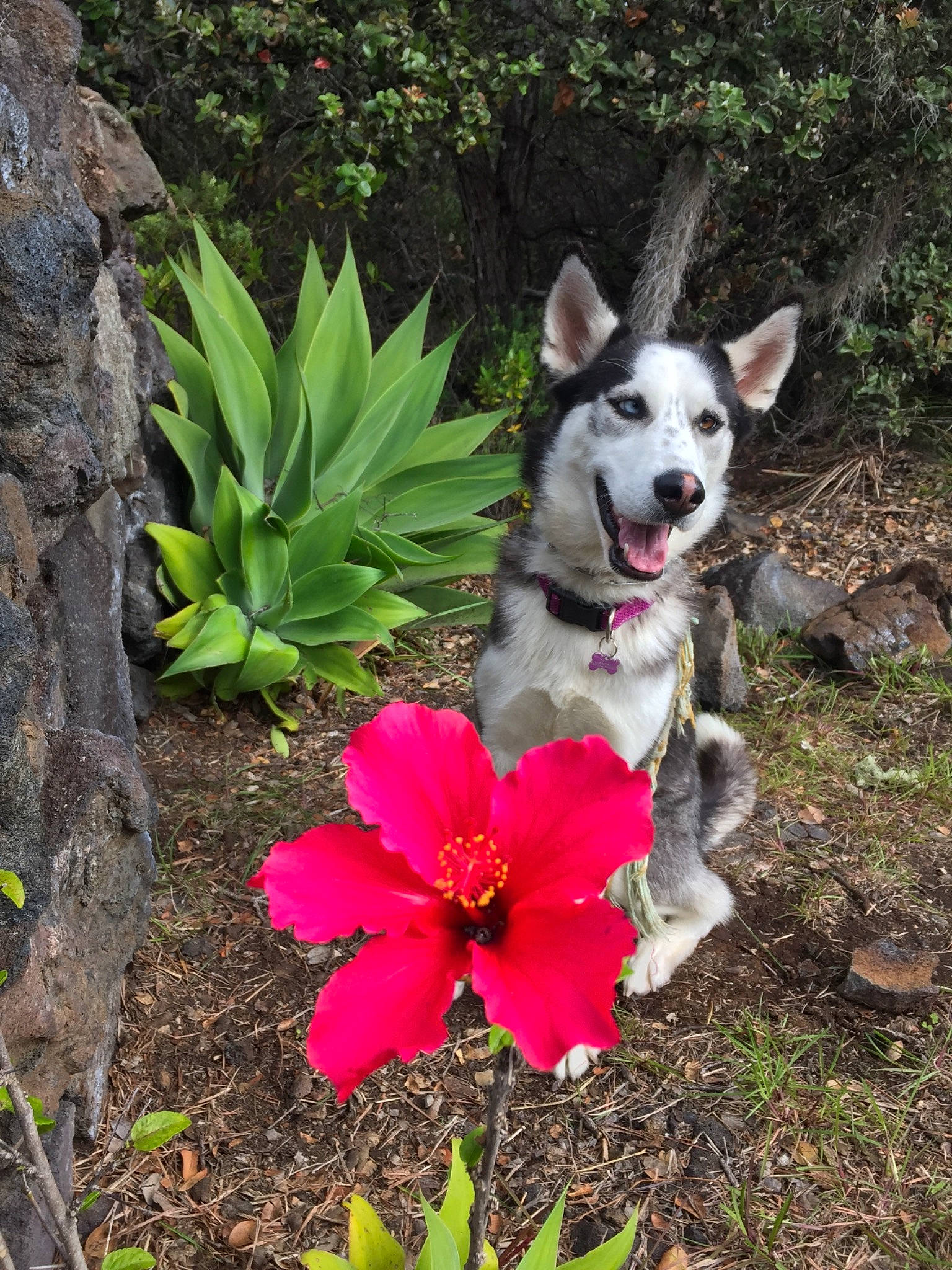 Irie joined the competition — help win amazing prizes! annual_plant, botany, carnivore, collar, companion_dog, dog, dog_breed, dog_supply, flower, flowering_plant, gardening, grass, groundcover, herbaceous_plant, landscape, petal, plant, soil, terrestrial_plant, working_animal