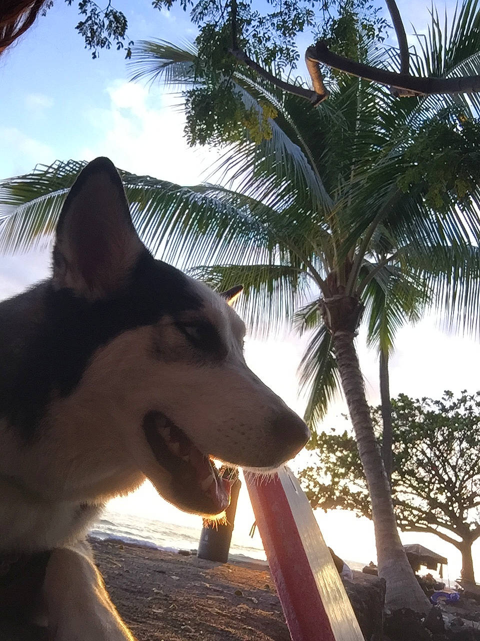 Irie joined the competition — help win amazing prizes! arecales, canidae, carnivore, cloud, companion_dog, dog, dog_breed, happy, light, morning, palm_tree, plant, shade, sky, sporting_group, sunlight, tints_and_shades, tree, tropics, working_animal