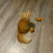 Vinny joined the competition — help win amazing prizes! cat, orange_cat, fluffy, pet, indoor, wooden_floor, gourds, curious, looking_up, tail, animal, feline, domestic_cat, flooring, mammal, sitting, cute, whiskers, household, playful