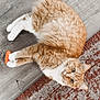 Vinny joined the competition — help win amazing prizes! cat, orange_tabby, white_paws, toy, floor, wooden_floor, rug, patterned_rug, pet, animal, indoor, feline, relaxed, lying_down, curious, whiskers, ears, tail, domestic_cat, cute
